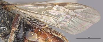 Media type: image;   Entomology 27105 Aspect: Wing front